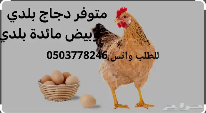 دجاج بلدي وبيض مائدة بلدي 0