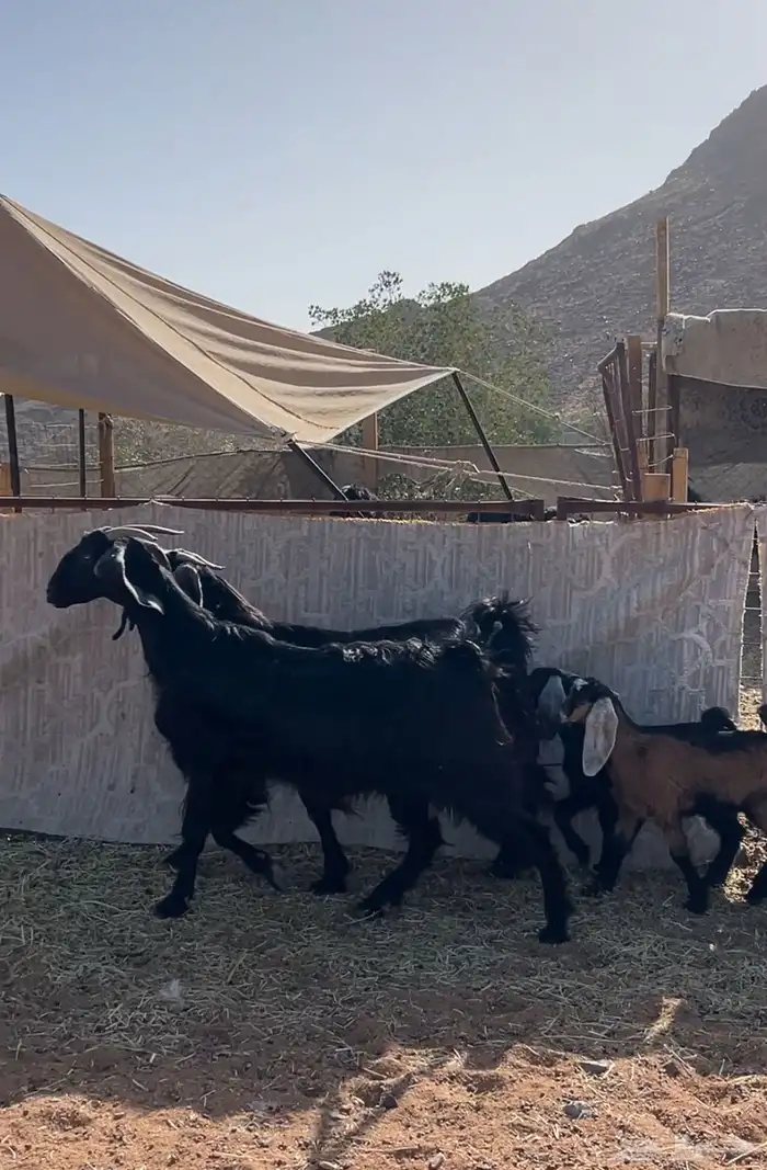 معزا خلفات 2