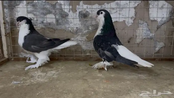 للبيع جوز حمام شيرازي 1