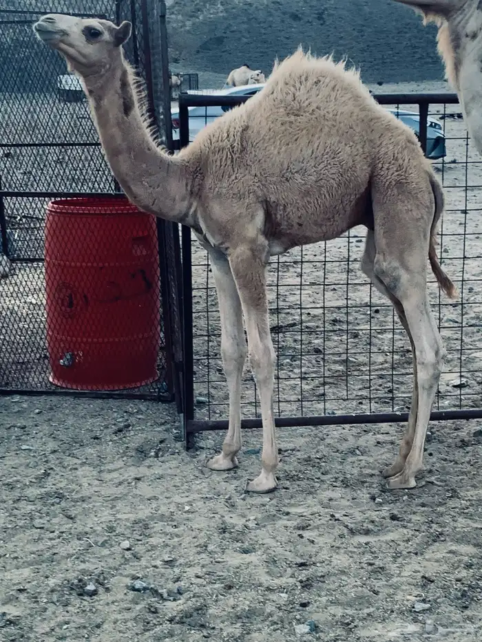 للبيع قعود شكل فل وسلاله فل 0