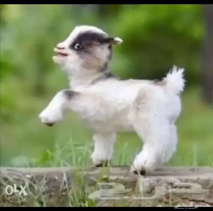 ماعز قزم صغير جدا الماعز القزم اللعوب المرح 15