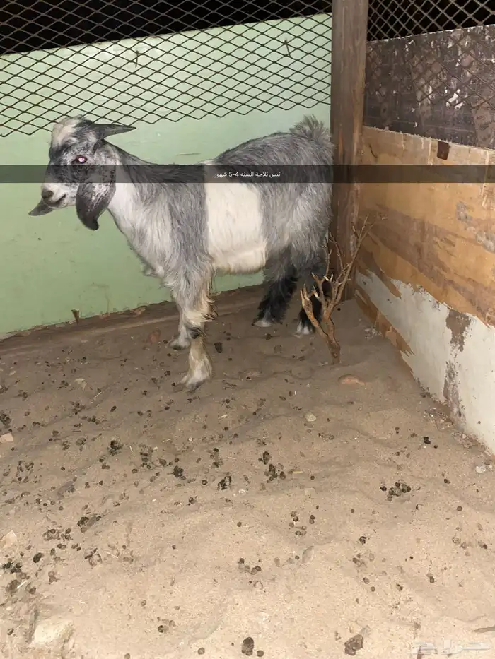 تيوس مندي وفيه عروض ثانيه 2