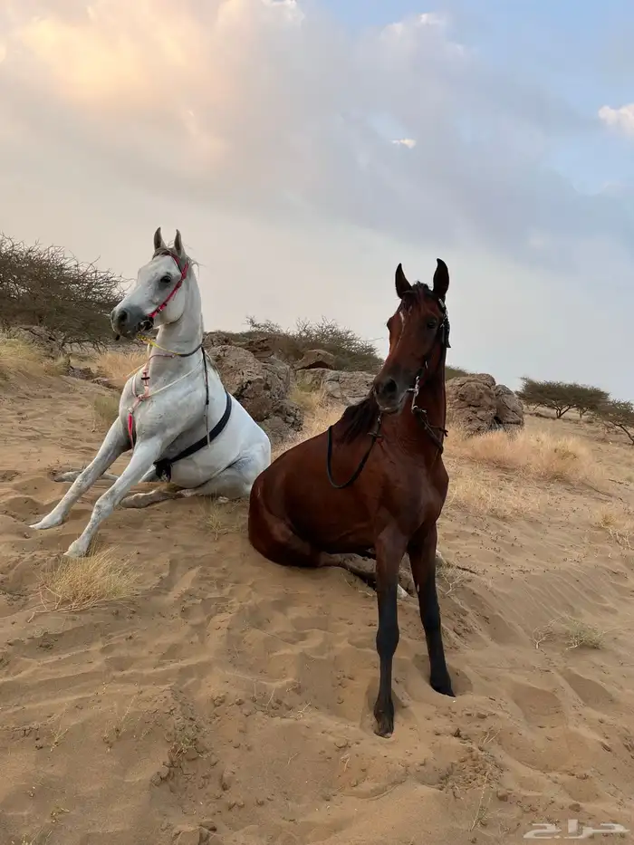 حصان شعبي كفو 0