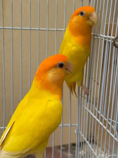 جوز روز منتج تم البيع 5