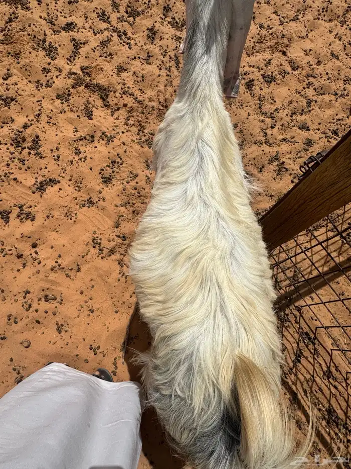 جفره على تيس مشعل العويصي العمر سنه وثلاث شهور مضرعه 2