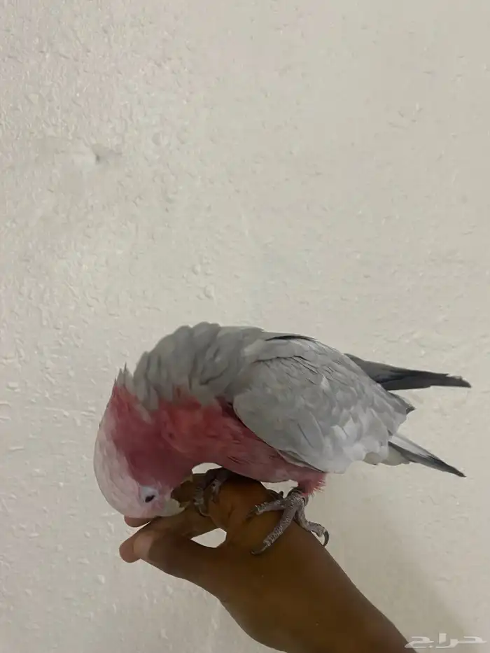 تم البيع طير قالا 2