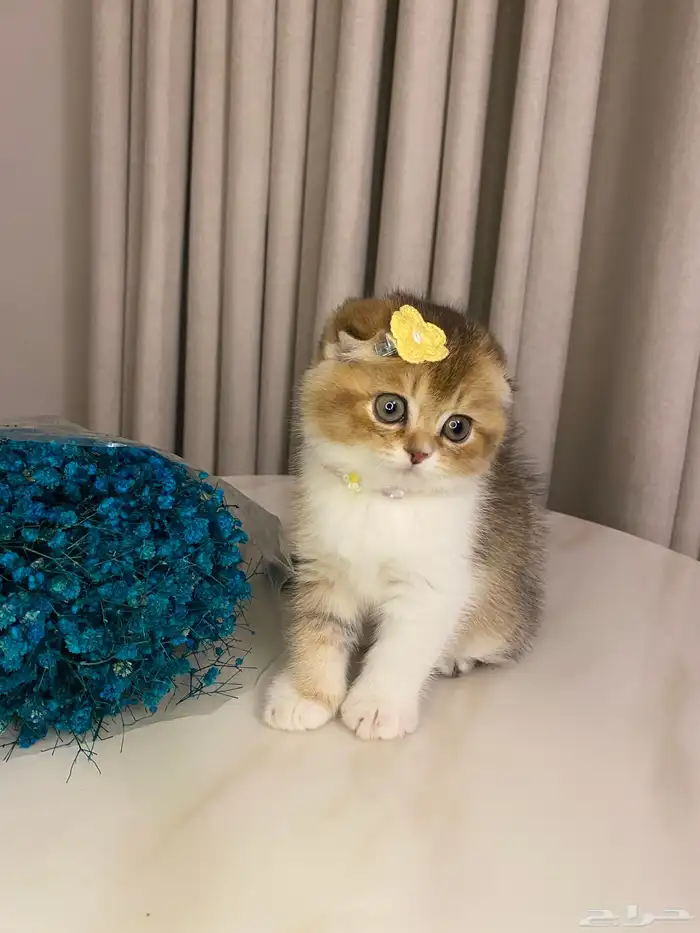 قطط للبيع سكوتش 11