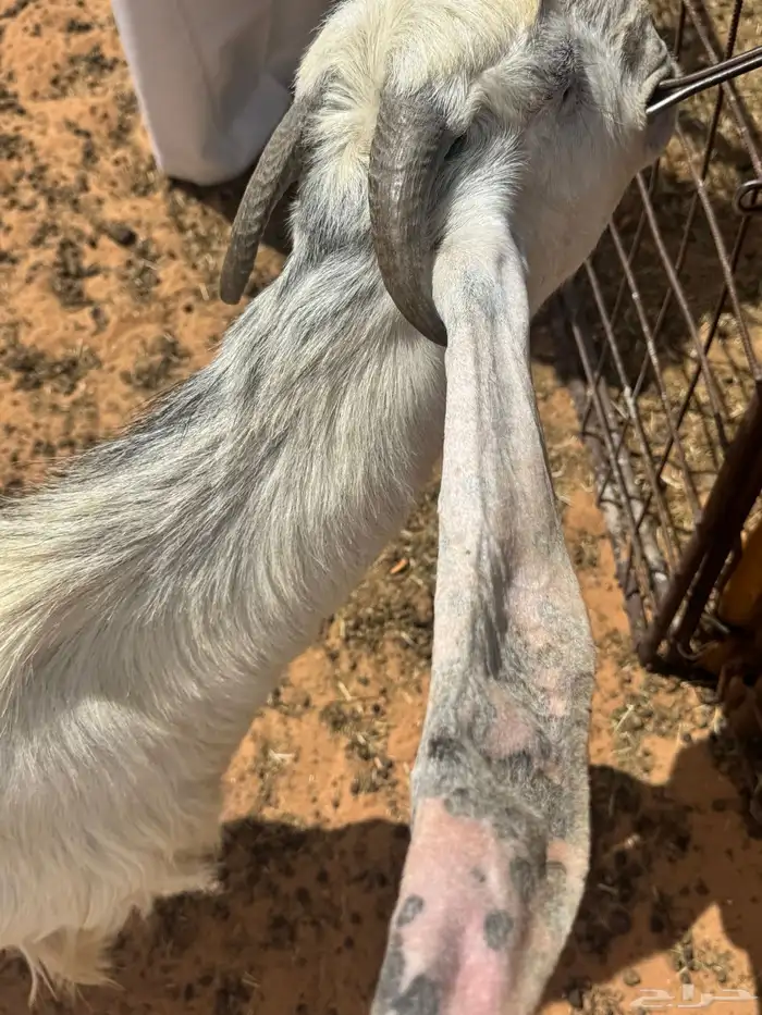 جفره على تيس مشعل العويصي العمر سنه وثلاث شهور مضرعه 1