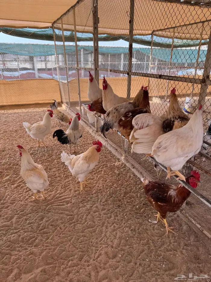 ديوك لوهمان 0