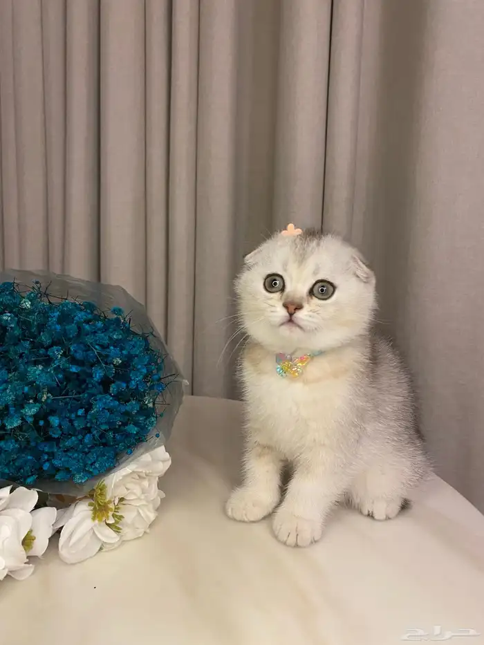 قطط للبيع سكوتش 1