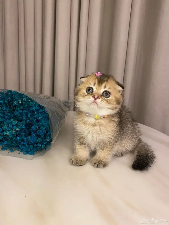 قطط للبيع سكوتش 6