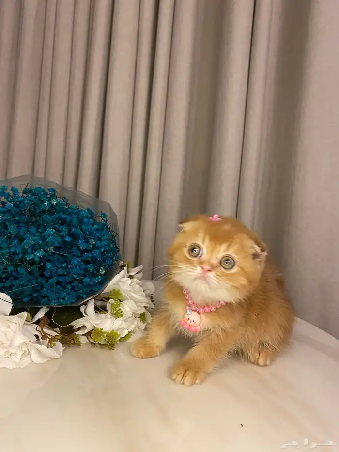 قطط للبيع سكوتش 5