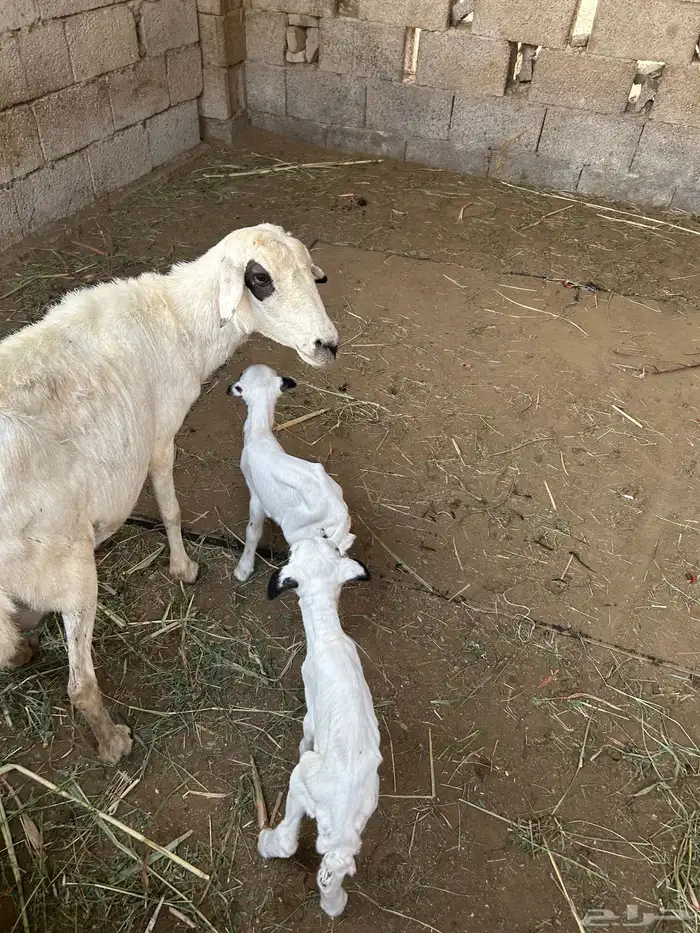 نعجه حريه معها اثنين خرفان 0