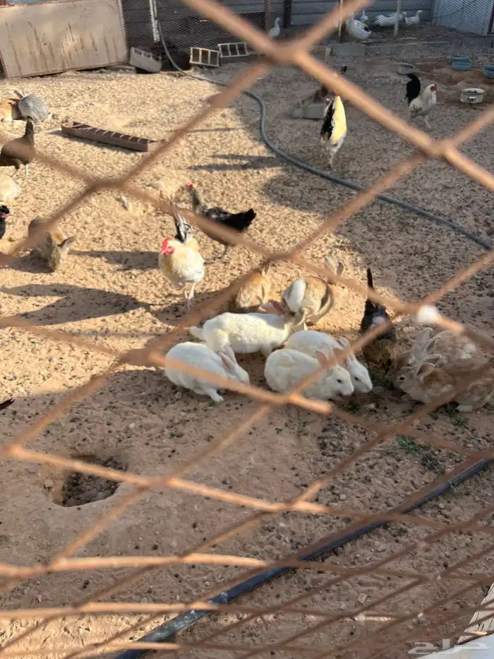 طيور الروز طبرجل وارانب القريات 5