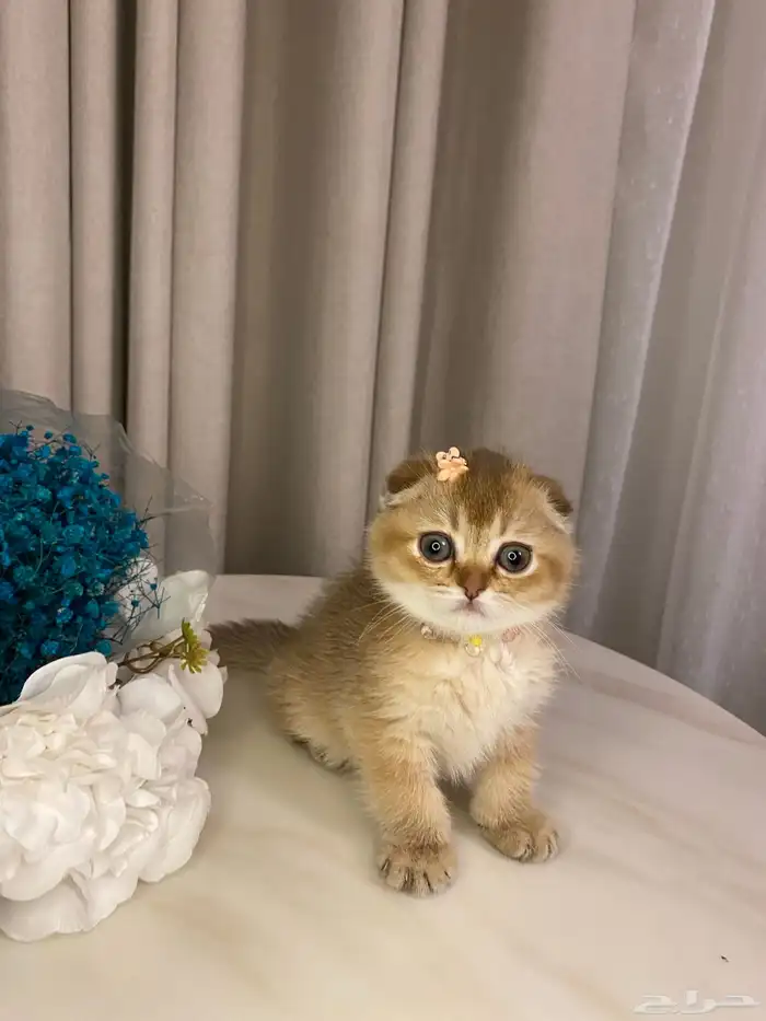 قطط للبيع سكوتش 3