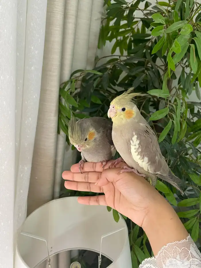 قطط للبيع سكوتش 8