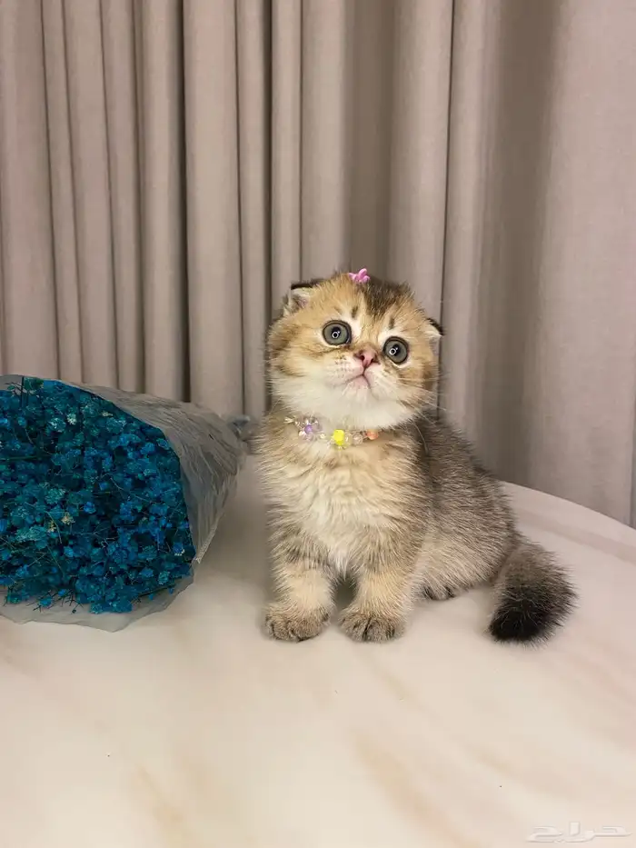 قطط للبيع سكوتش 7