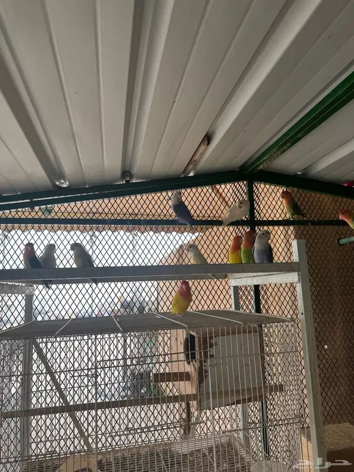 مطيرة أجواز روز منتجه 6