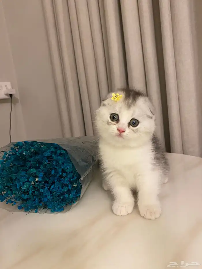 قطط للبيع سكوتش 10