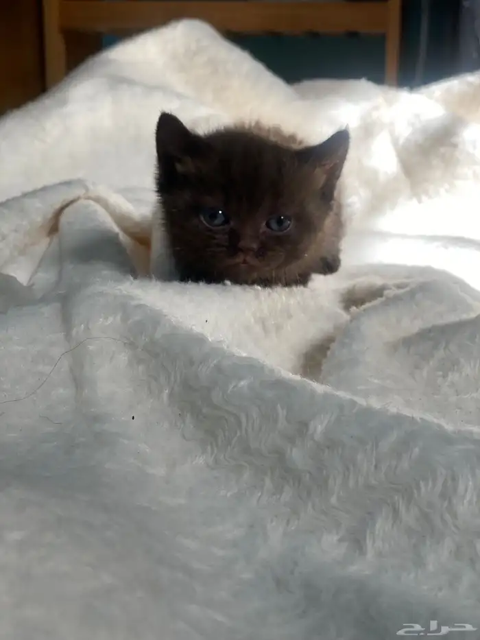 قط من اب سكتش العمر شهر 0