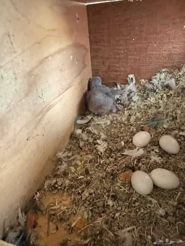 مطيرة أجواز روز منتجه 5