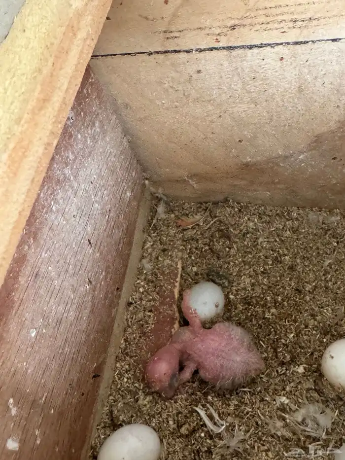 مطيرة أجواز روز منتجه 4