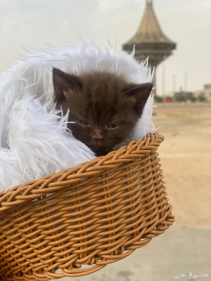 قط من اب سكتش العمر شهر 2