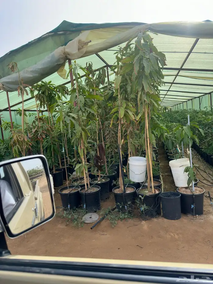 برتقال يوسفي ليمون زهير و18 نوع من الحمضيات منجو  نجران 30