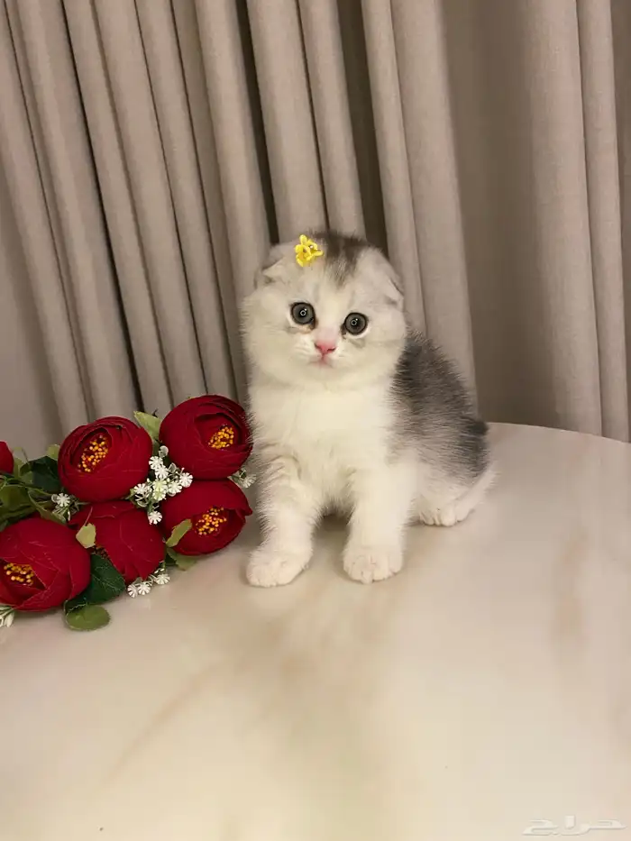 قطط للبيع سكوتش 9