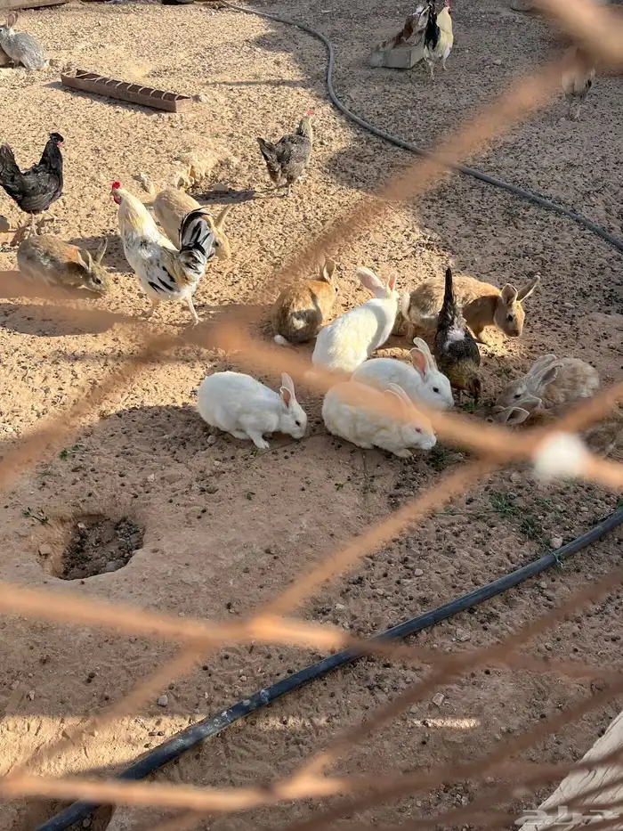طيور الروز طبرجل وارانب القريات 4