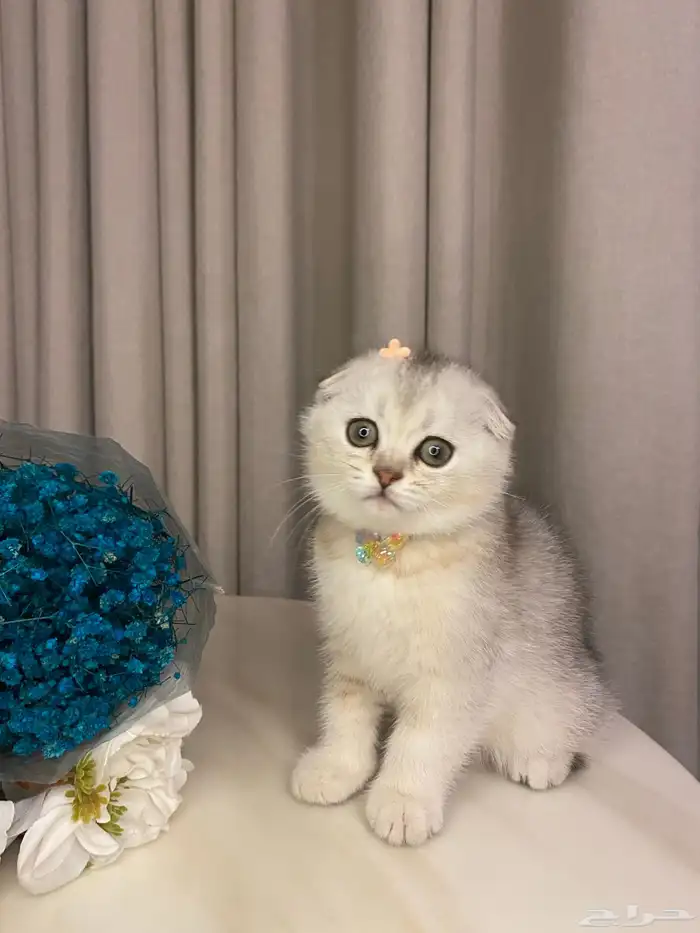 قطط للبيع سكوتش 0