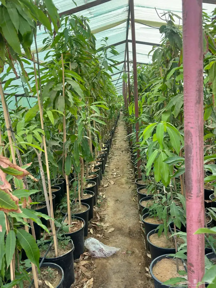 برتقال يوسفي ليمون زهير و18 نوع من الحمضيات منجو  نجران 29