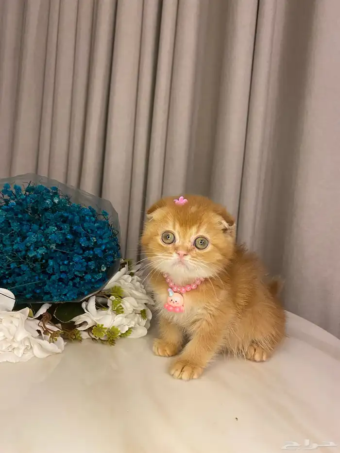 قطط للبيع سكوتش 4