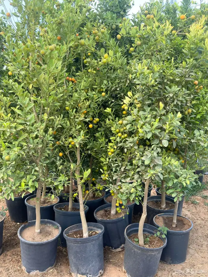 برتقال يوسفي ليمون زهير و18 نوع من الحمضيات منجو  نجران 0