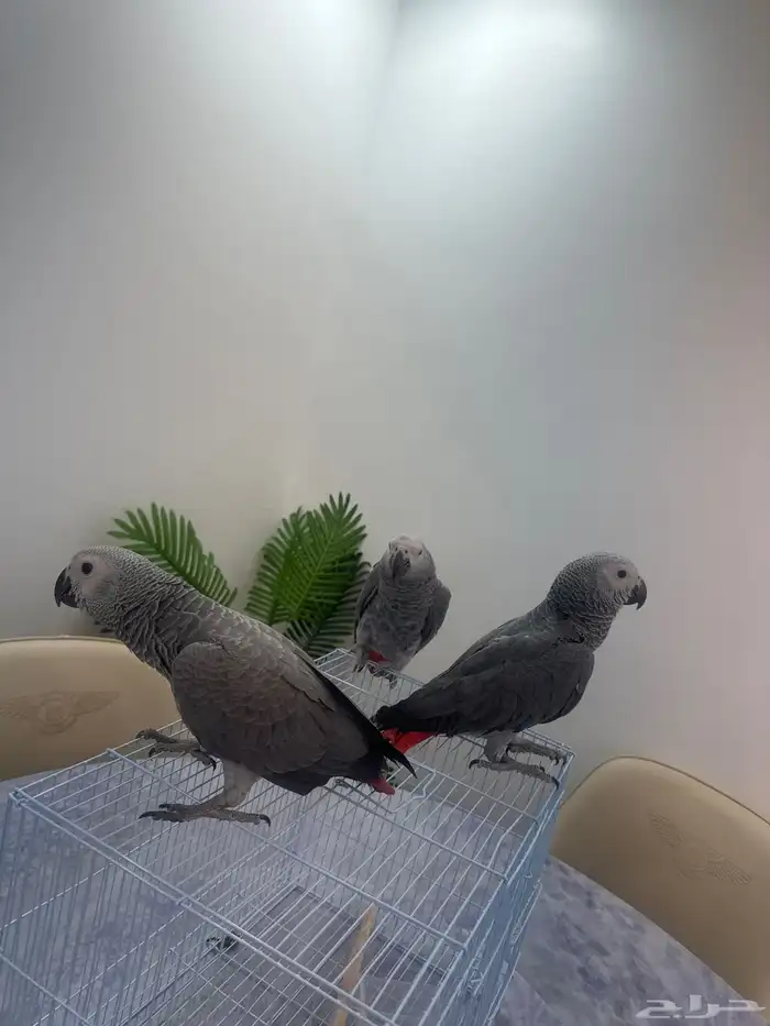 افروخ كاسكو 0