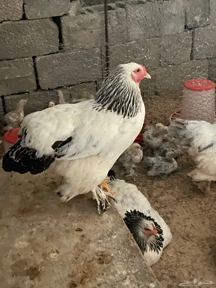 براهما 3