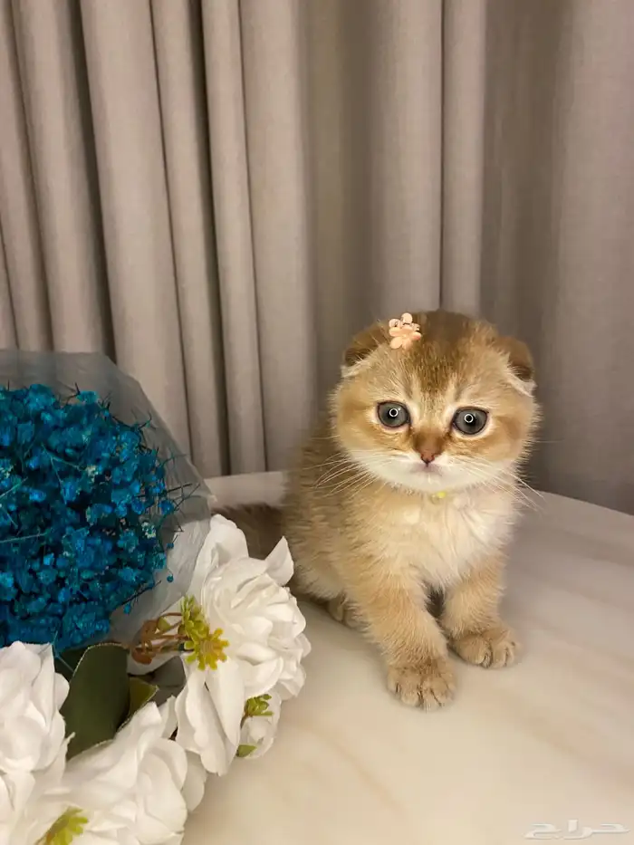 قطط للبيع سكوتش 2