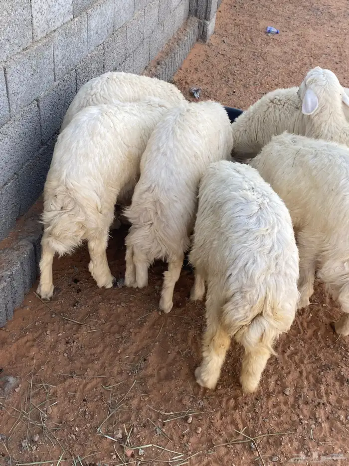 طليان 3