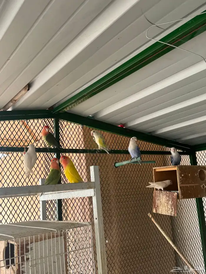 مطيرة أجواز روز منتجه 1