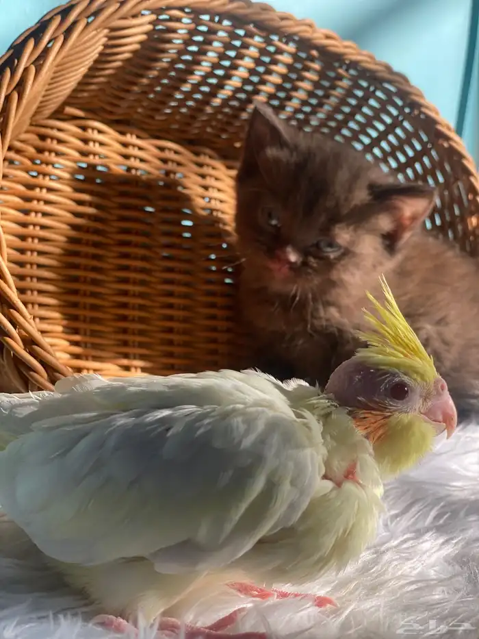 قط من اب سكتش العمر شهر 1