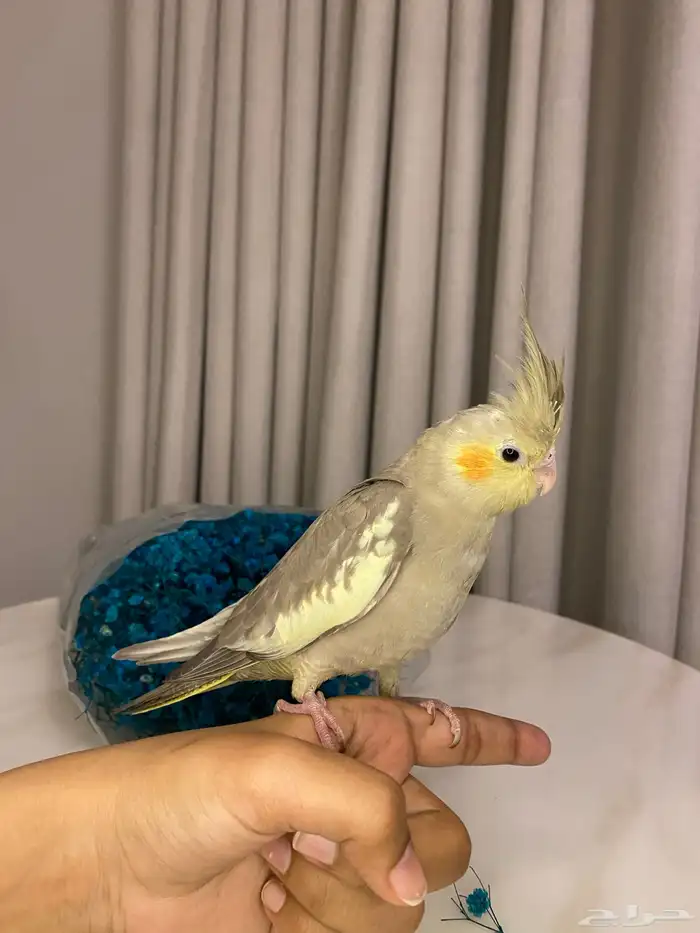 قطط للبيع سكوتش 13