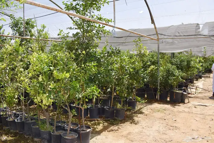 برتقال يوسفي ليمون زهير و18 نوع من الحمضيات منجو  نجران 20