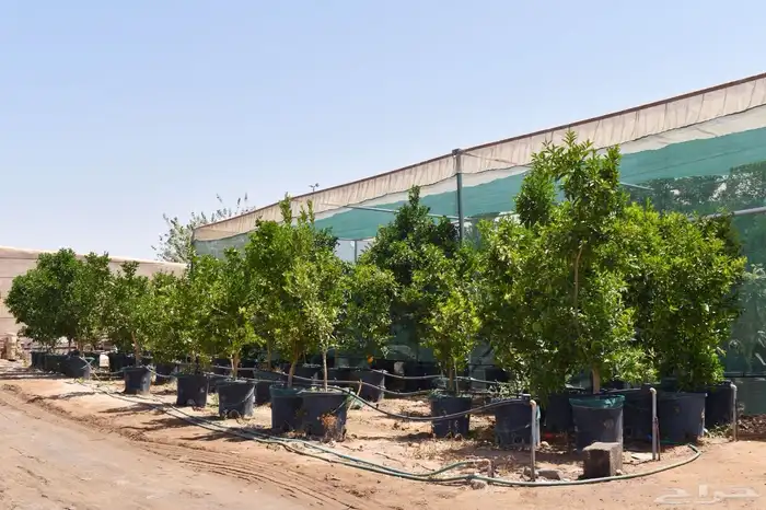 برتقال يوسفي ليمون زهير و18 نوع من الحمضيات منجو  نجران 12