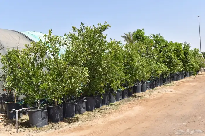 برتقال يوسفي ليمون زهير و18 نوع من الحمضيات منجو  نجران 13