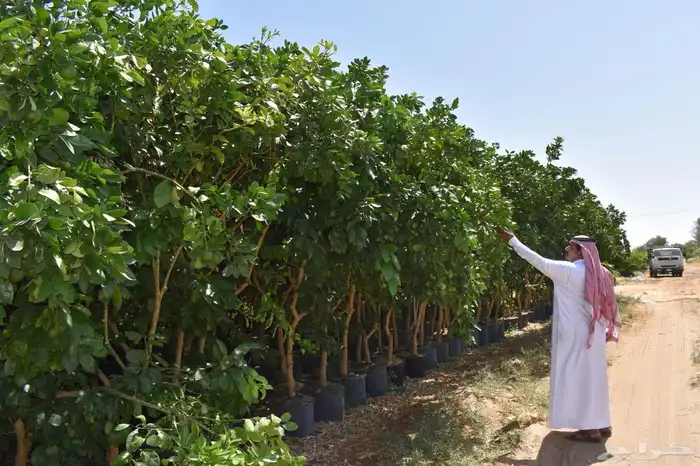 برتقال يوسفي ليمون زهير و18 نوع من الحمضيات منجو  نجران 2