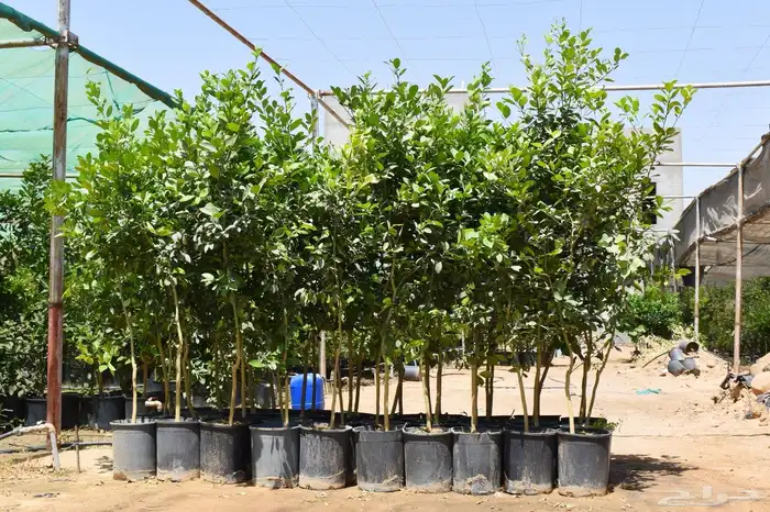 برتقال يوسفي ليمون زهير و18 نوع من الحمضيات منجو  نجران 14