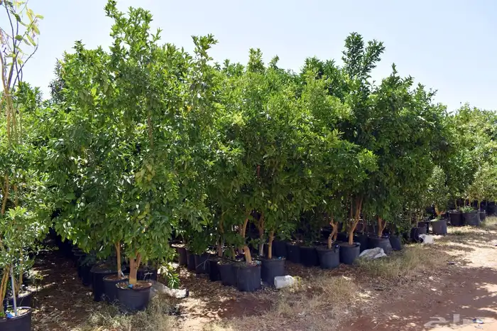 برتقال يوسفي ليمون زهير و18 نوع من الحمضيات منجو  نجران 1