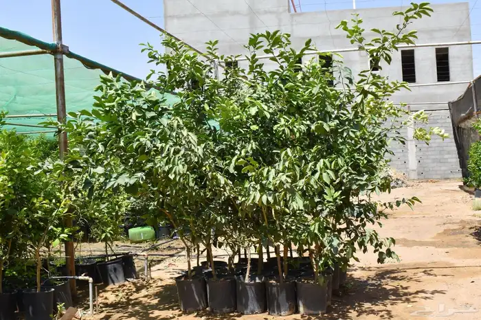 برتقال يوسفي ليمون زهير و18 نوع من الحمضيات منجو  نجران 5