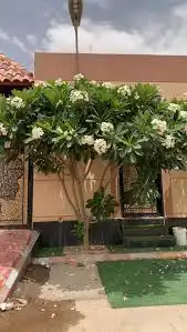 تنفيذ حدائق 7