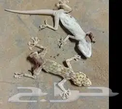 مكافحة الحشرات والوزغ والنمل الابيض 0
